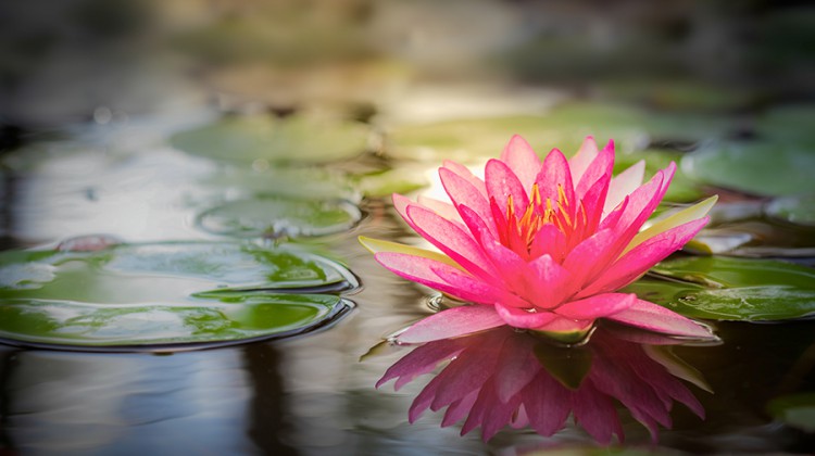 Art Group Explores the Lotus Flower